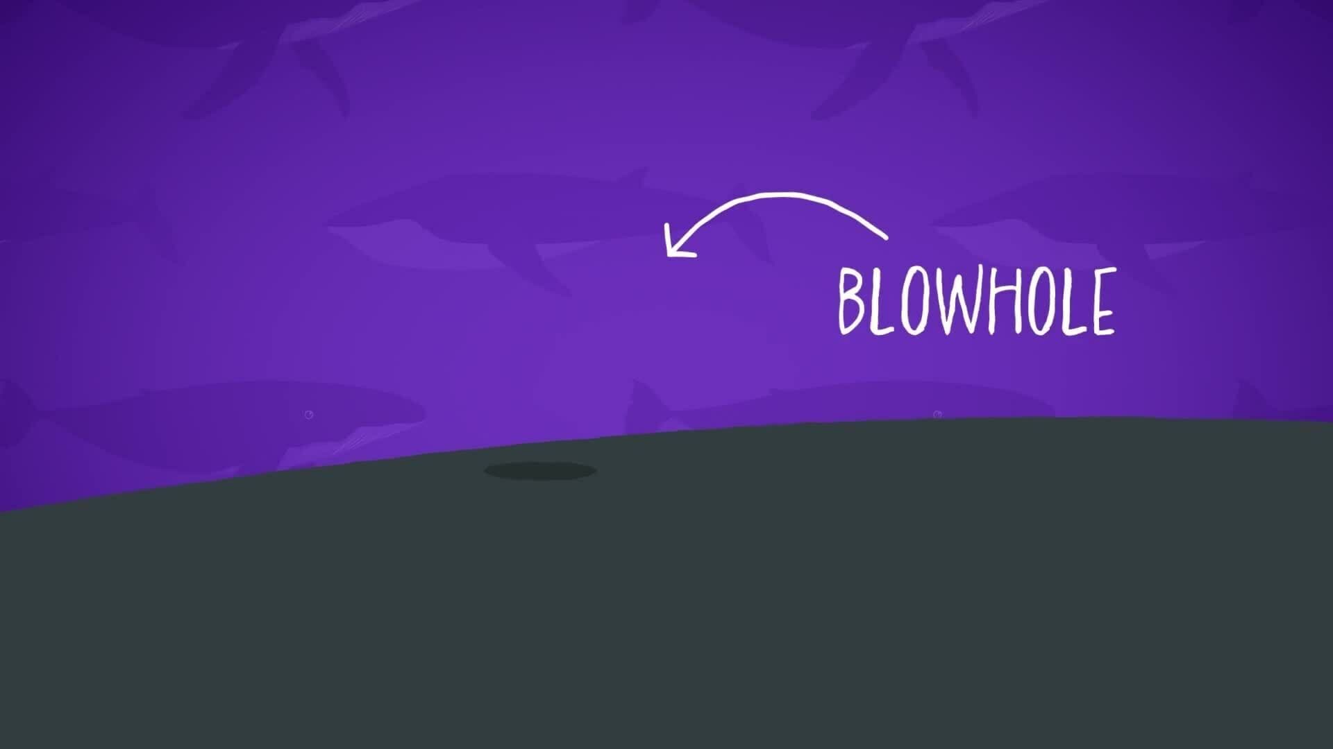 I WONDER - What Is A Blowhole?