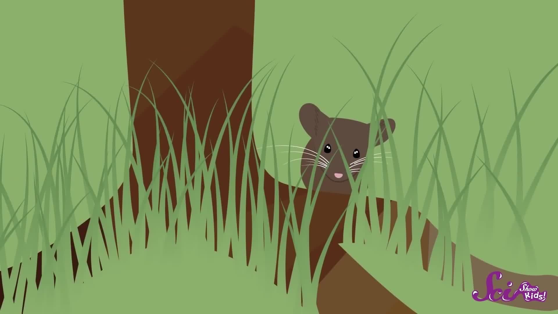 Camouflage: Animal Hide & Seek