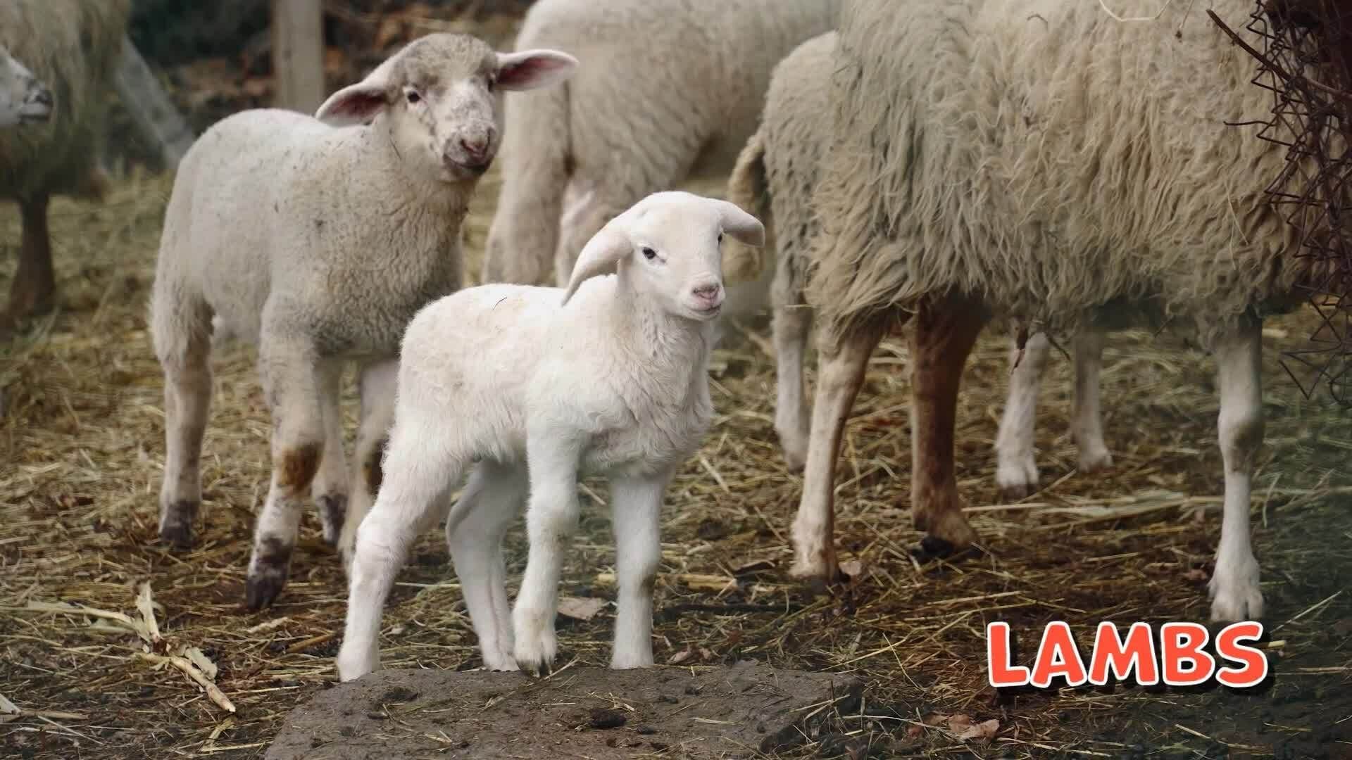 High Five Facts - Seasons