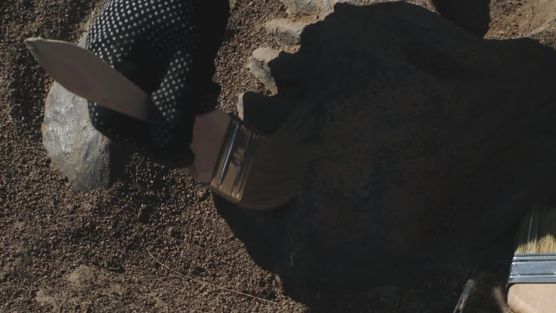 High Five Facts - Iguanadon