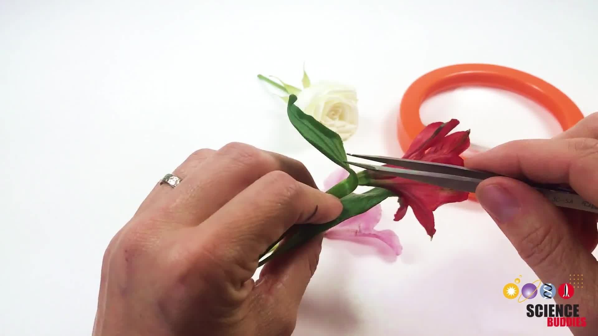 Dissect a Flower