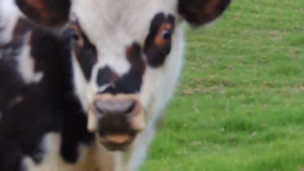 Cows!  Learning about Cows for Kids