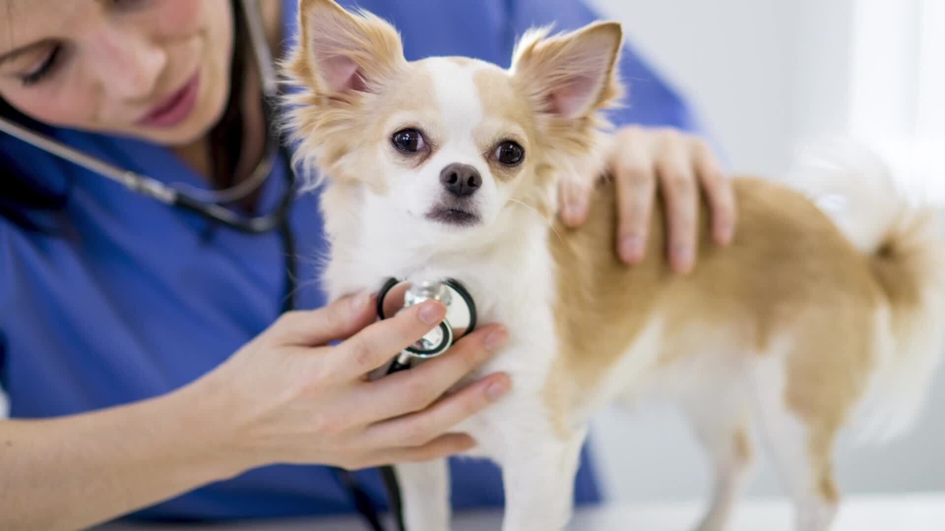 Keeping People and Animals Healthy in Our Community