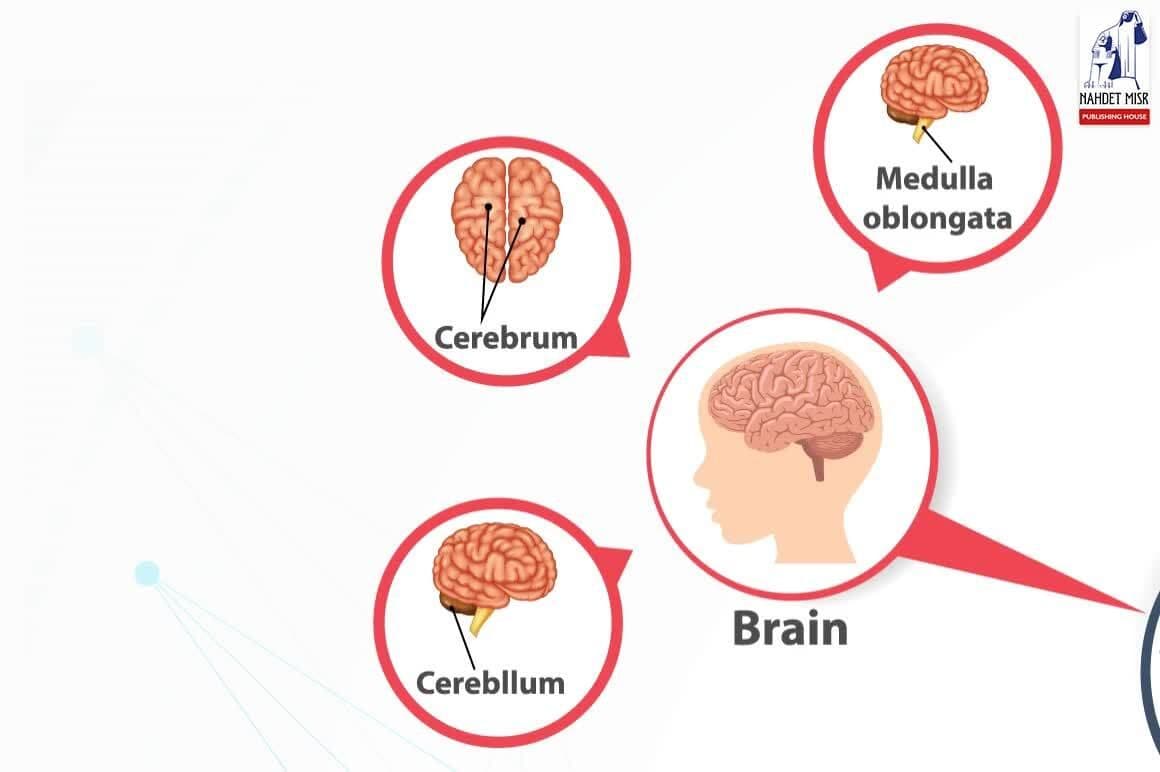 Structure And Function Of the Living Organisms: Human nervous system