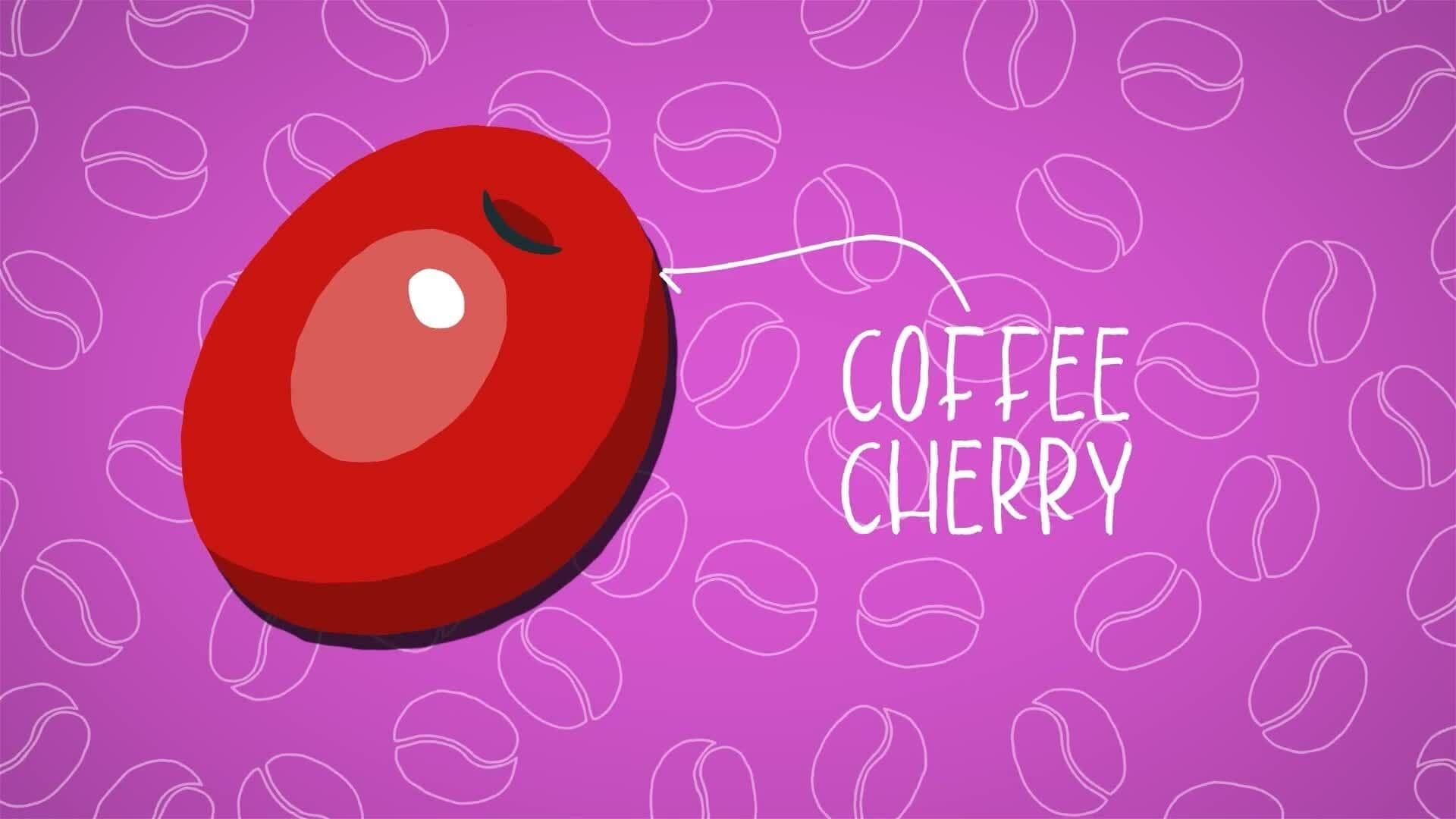 I WONDER - Where Does Coffee Come From?