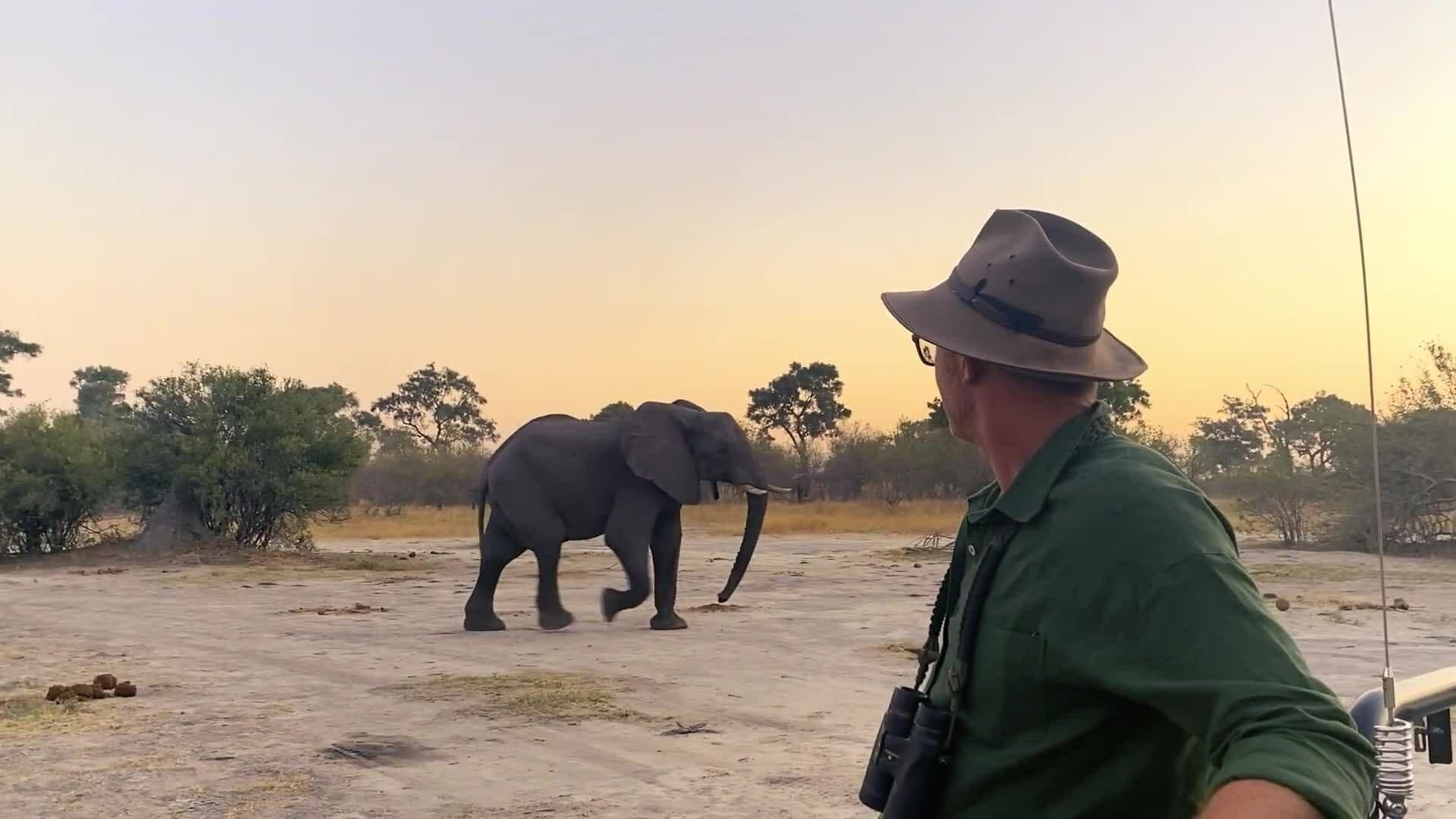 Going Wild - Meet a Bull Elephant and a Lioness & her Cubs
