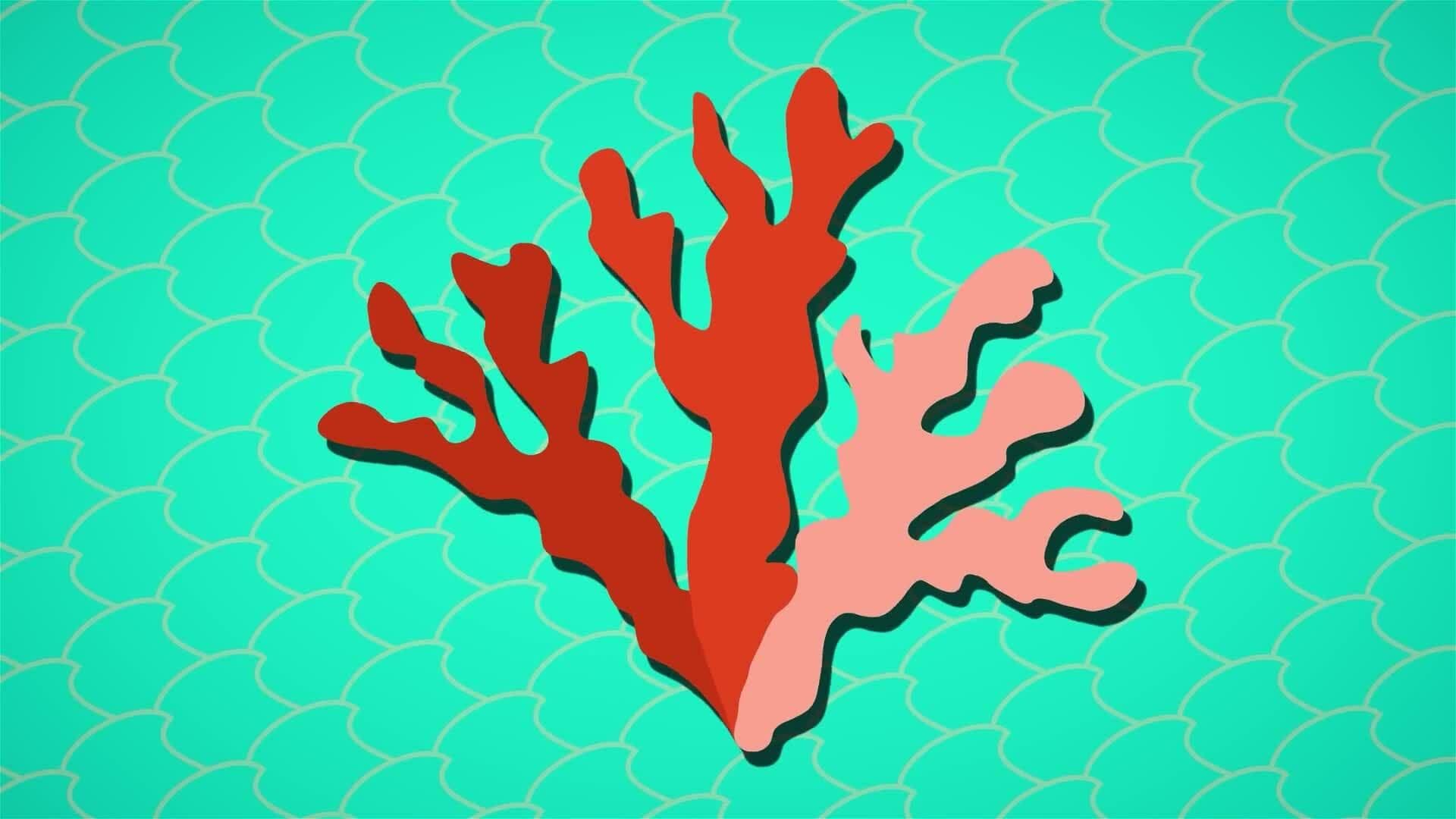 I WONDER - Is A Coral Reef Alive?