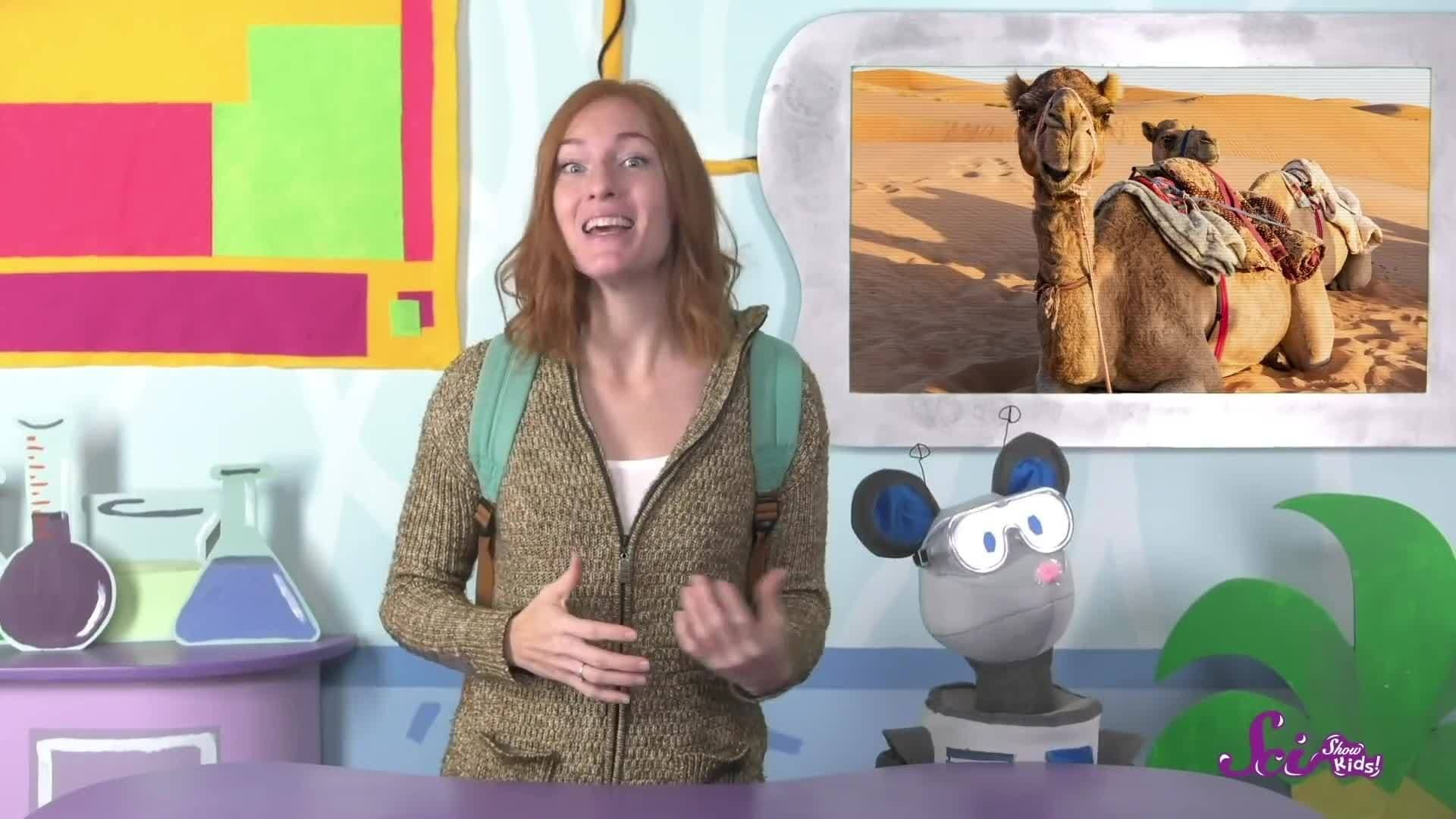 What’s Inside a Camel’s Hump?