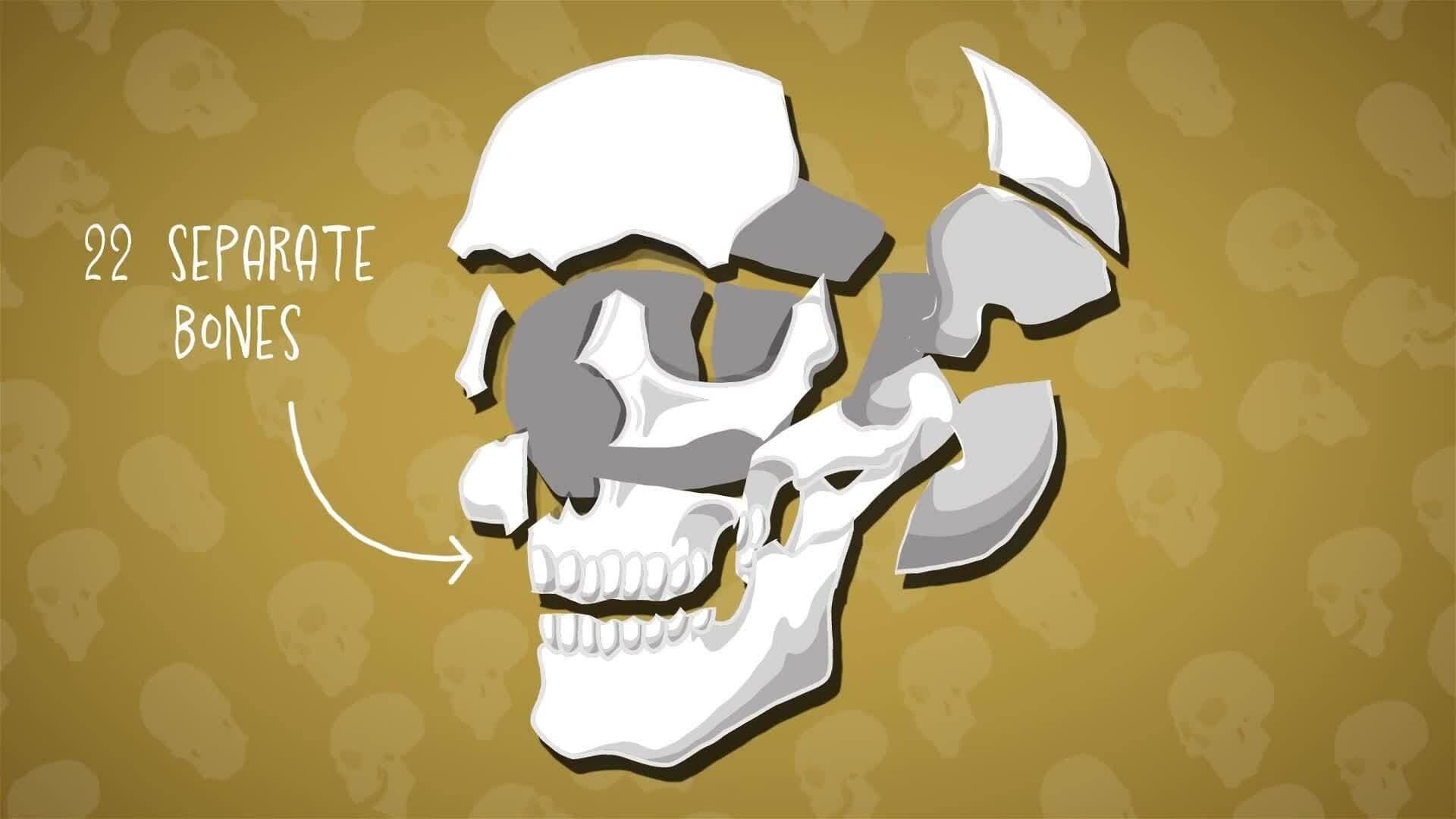 I WONDER - How Many Bones Are In The Skull?