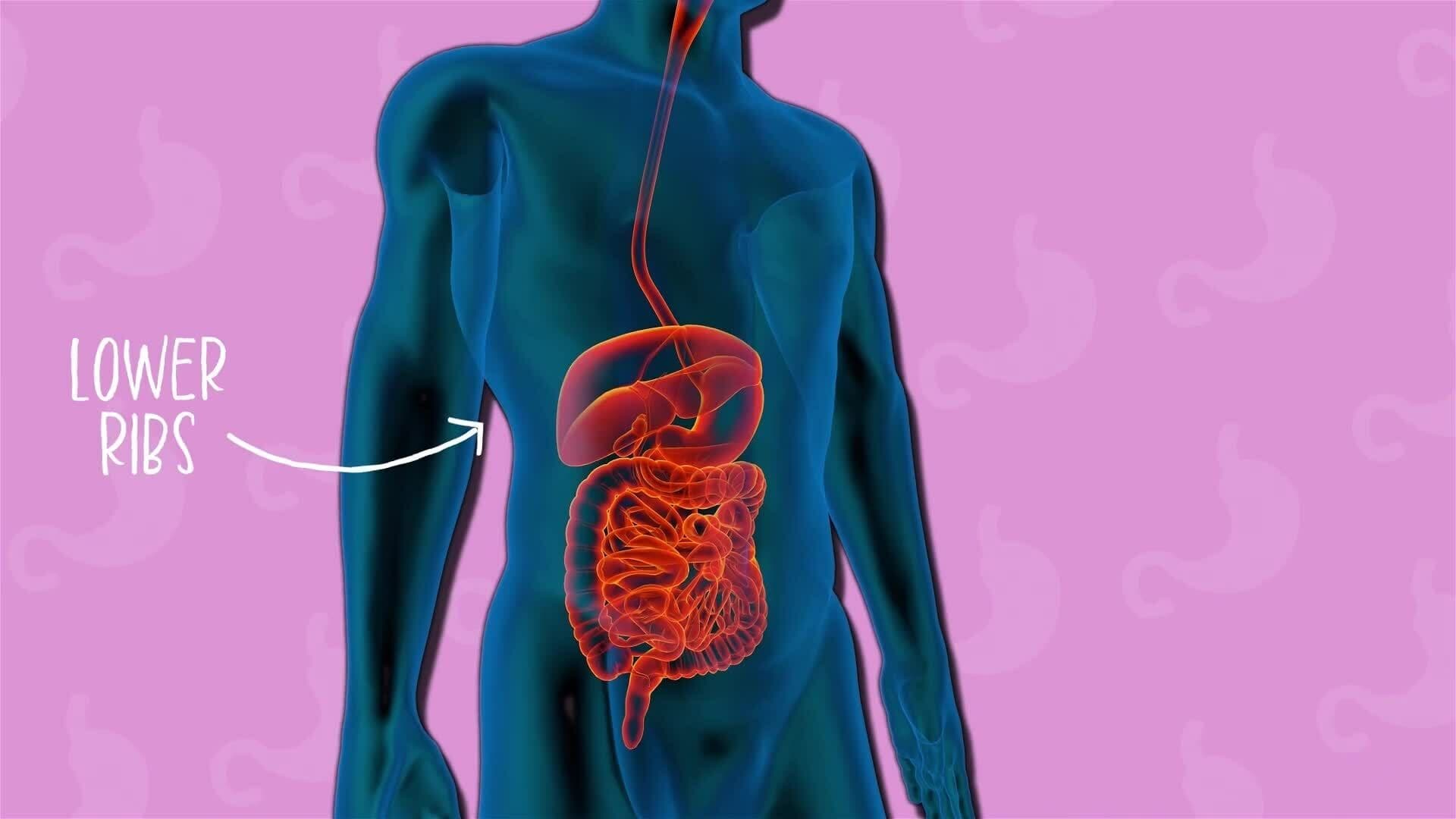 I WONDER - What Is The Stomach?