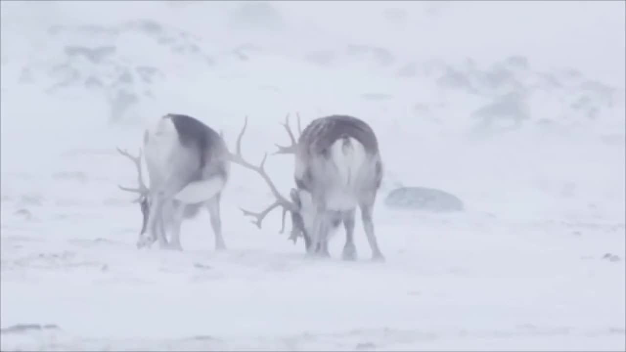 Rudolf is a Girl?! and other Reindeer Facts! Maddie Moate