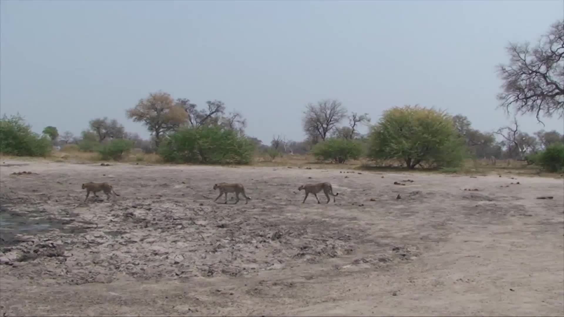 Introduction to Leopards in Spanish