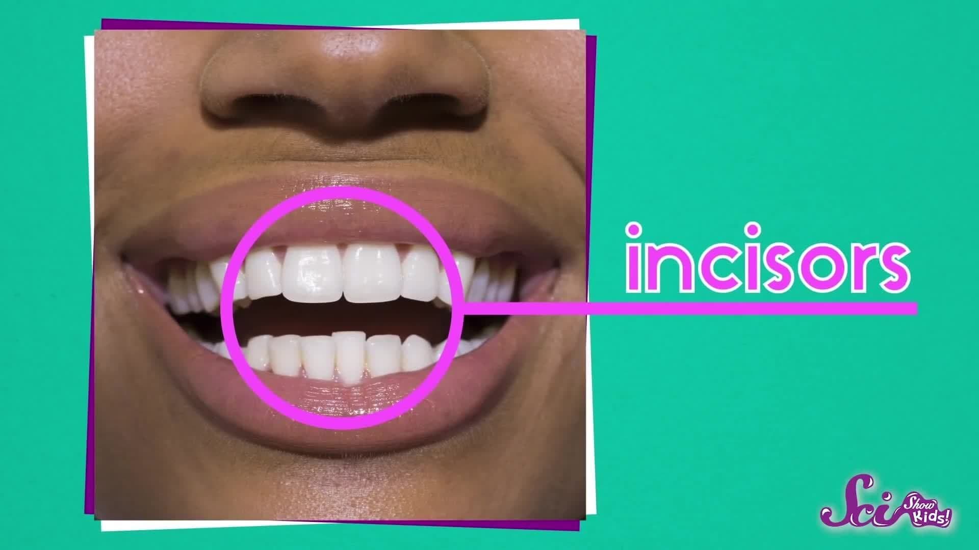 Teeth Not Just for Smiles!