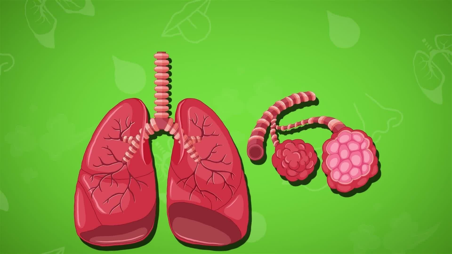 I WONDER - How Do The Lungs Work?