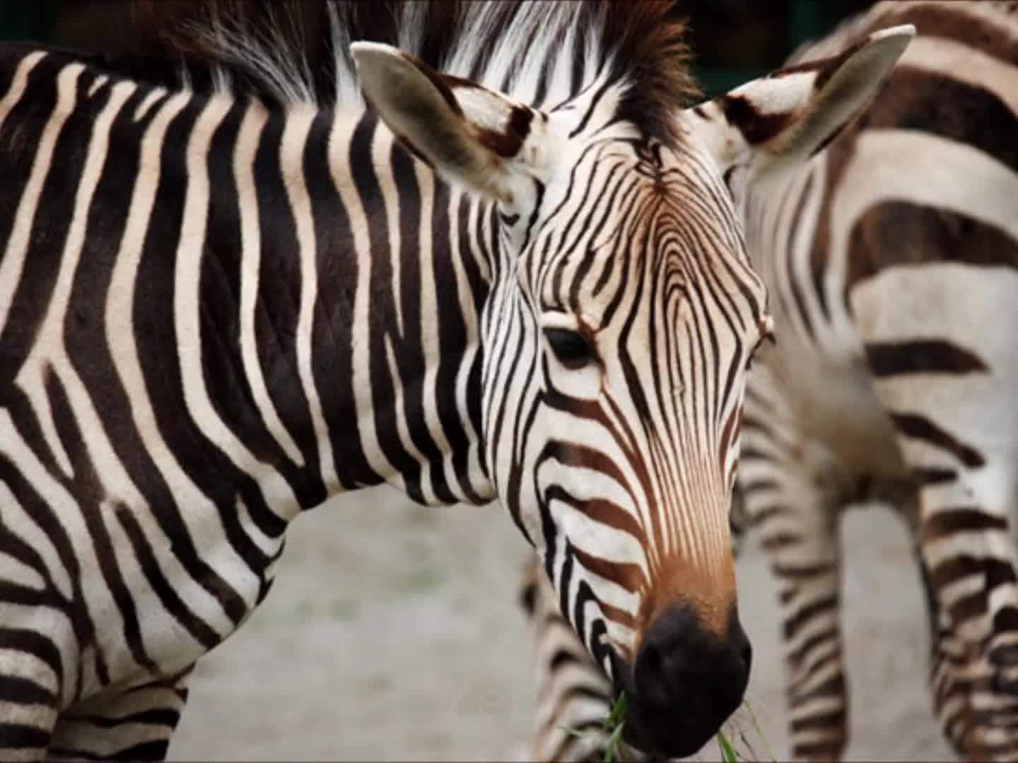 Animal World: Zoo Animals for Kids | Kids Learning Videos