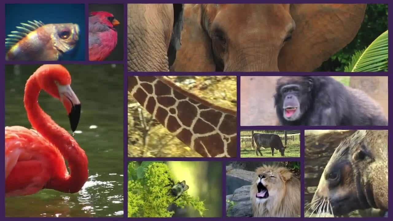 Population Ecology: What Causes Populations to Change?