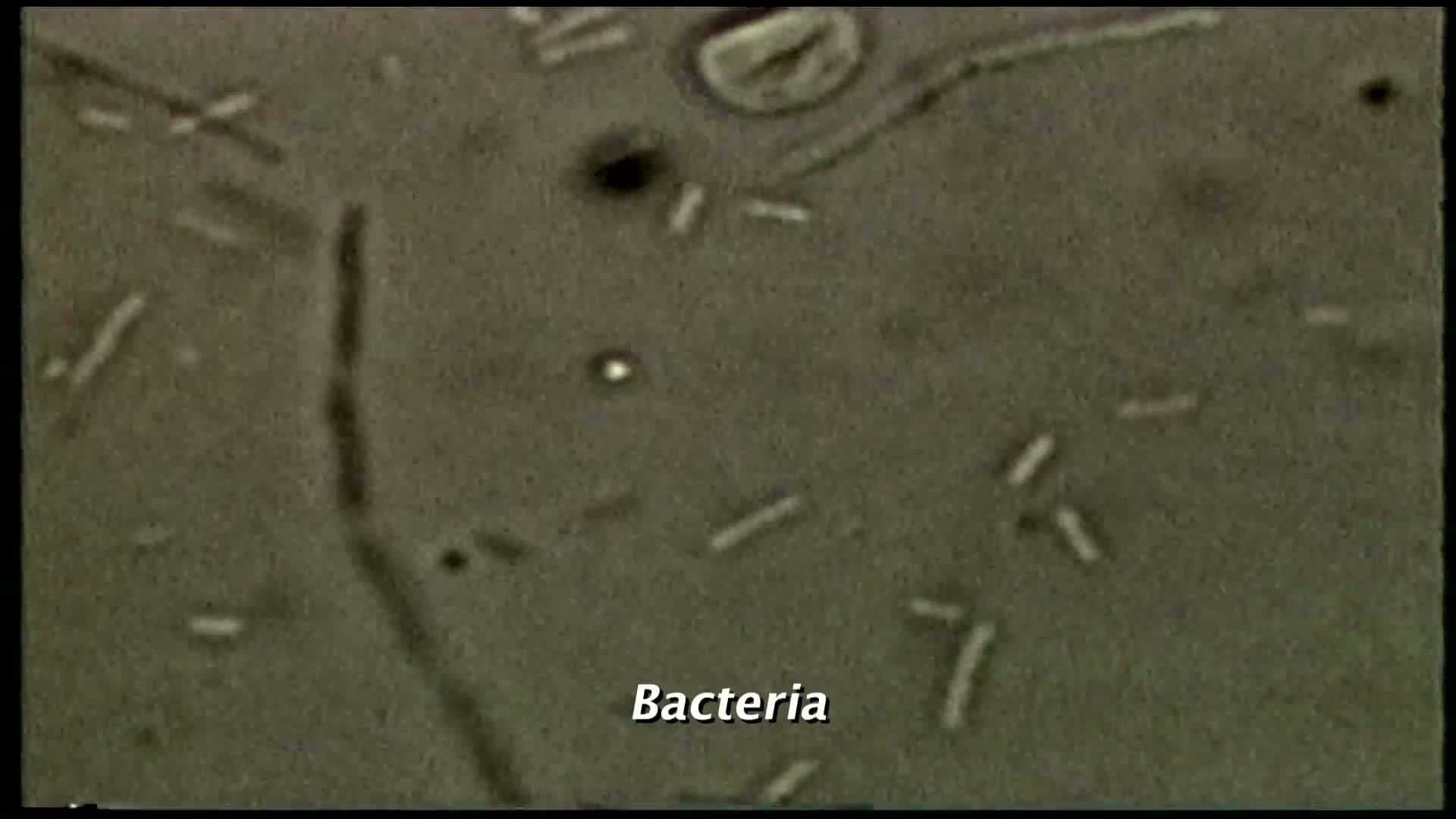 Biological Classification - Characteristics of Living Things