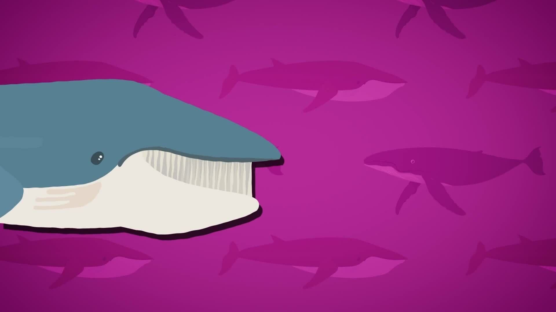 I WONDER - What Do Whales Eat?