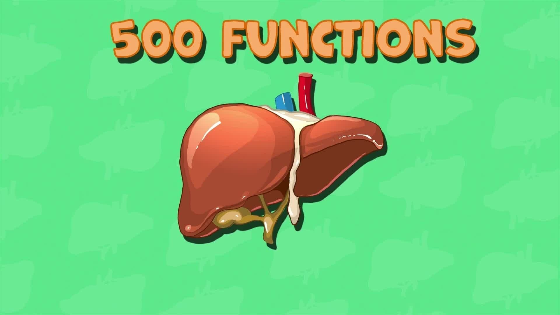 I WONDER - What Job Does The Liver Do?