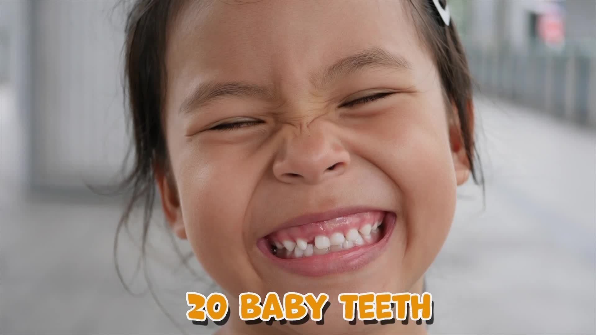 I WONDER - How Many Teeth Should I Have?