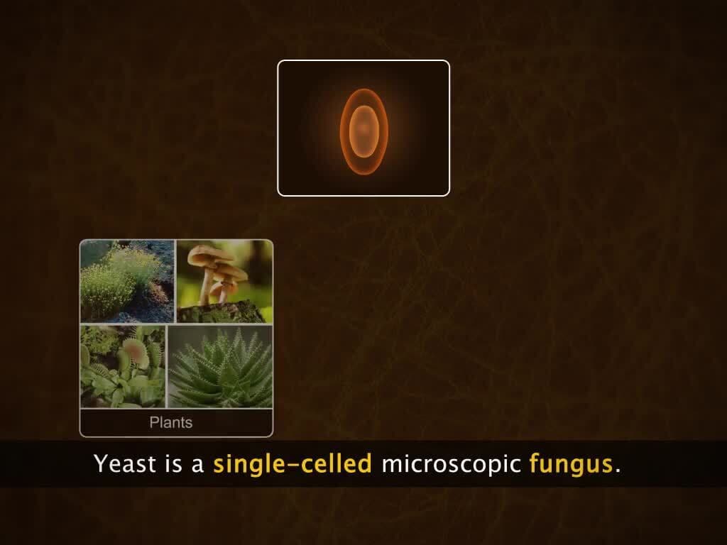 Asexual Reproduction in Plants