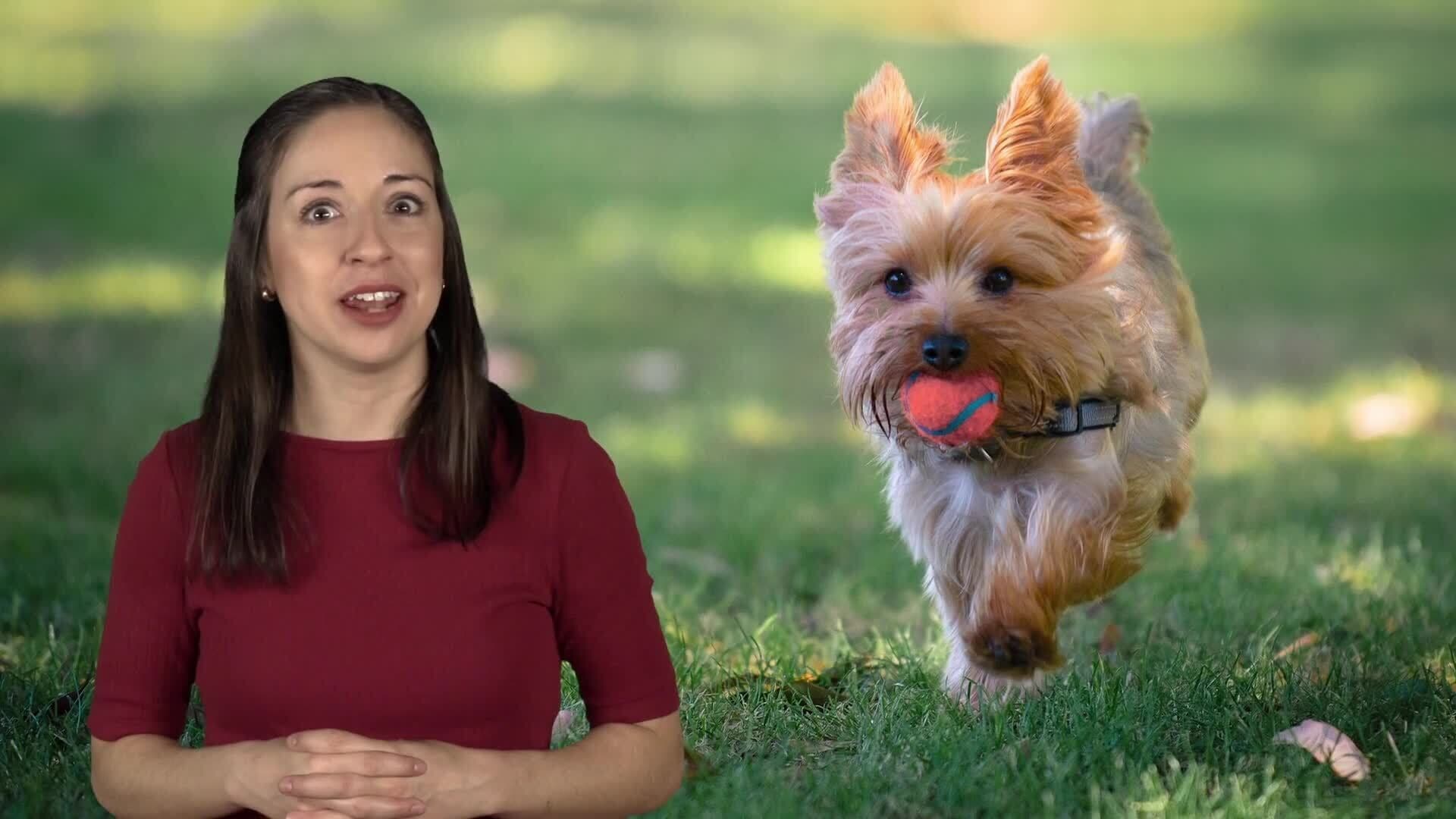 Puppies and the Alphabet: U to Z