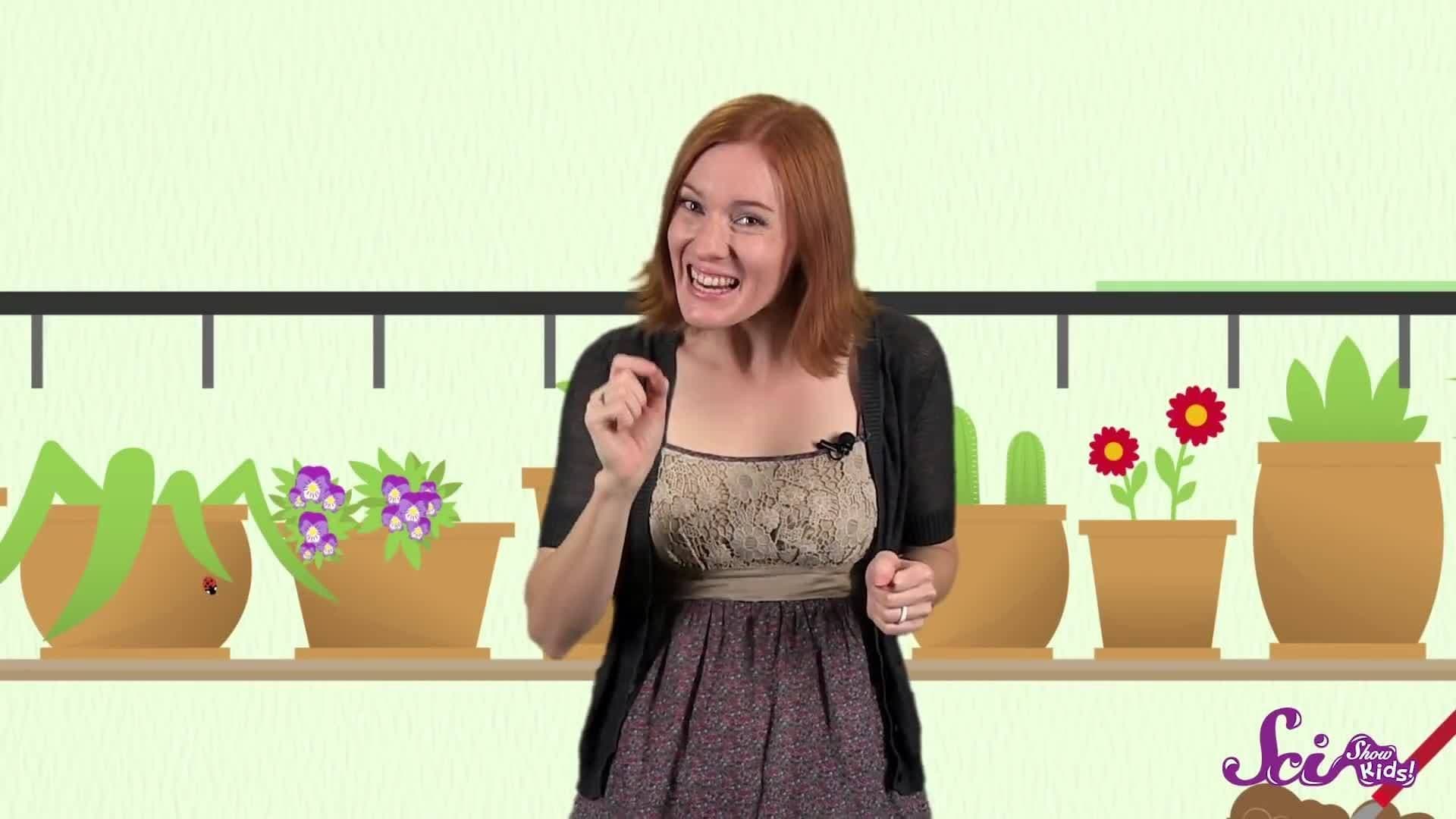 How a Caterpillar Becomes a Butterfly