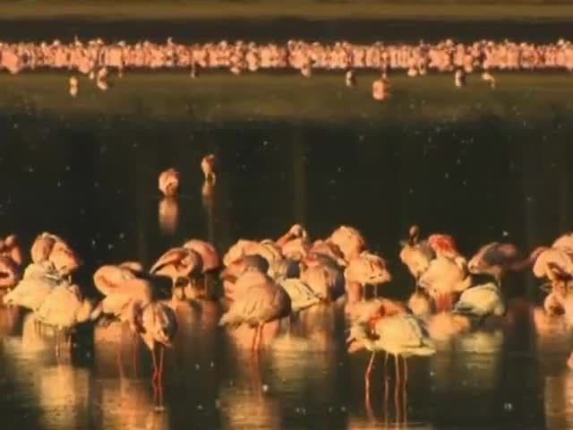 Lake Nakuru Flamingos & Friends: The life of a flamingo
