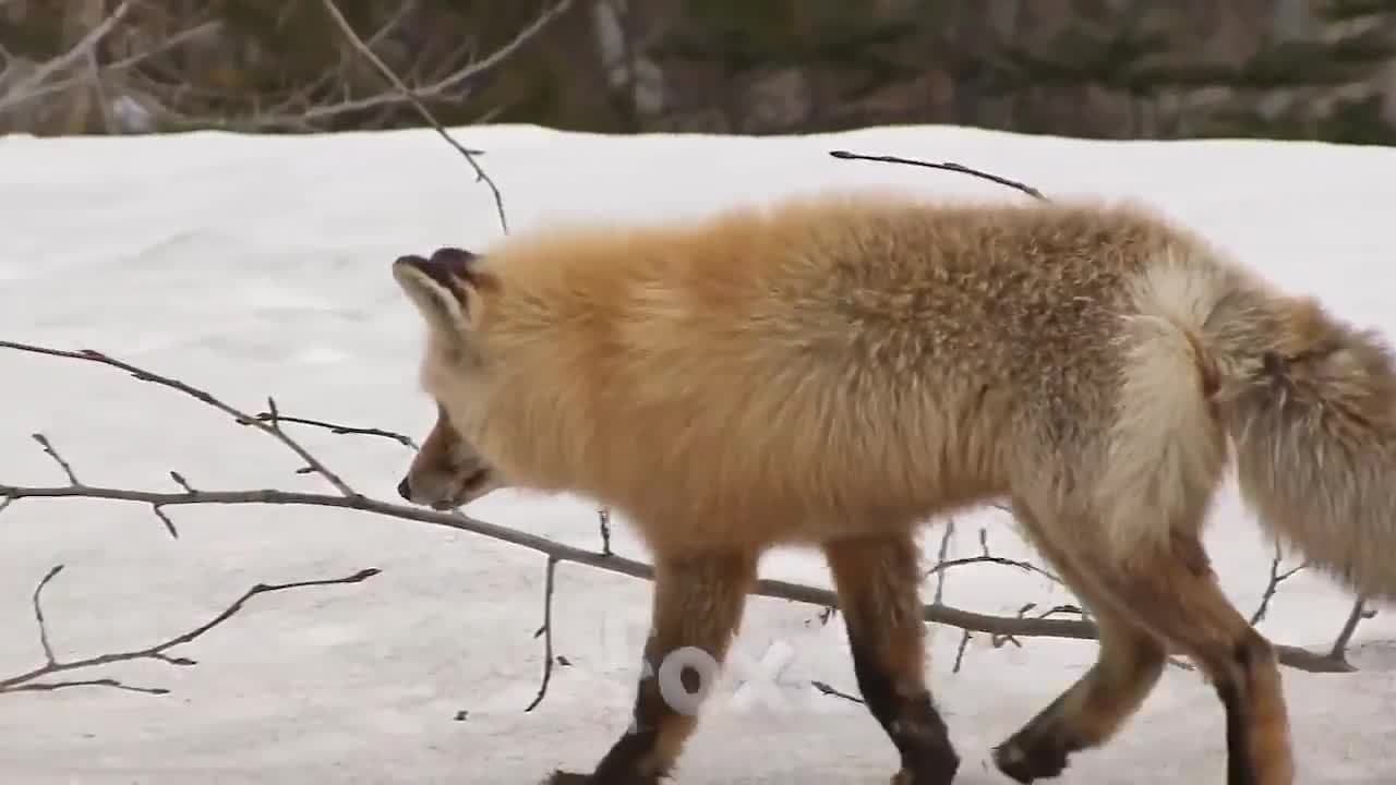 Zoo Animal Sounds!