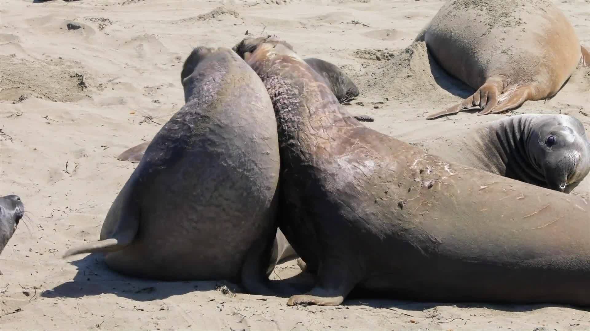 I WONDER - How Big Is The Southern Elephant Seal?