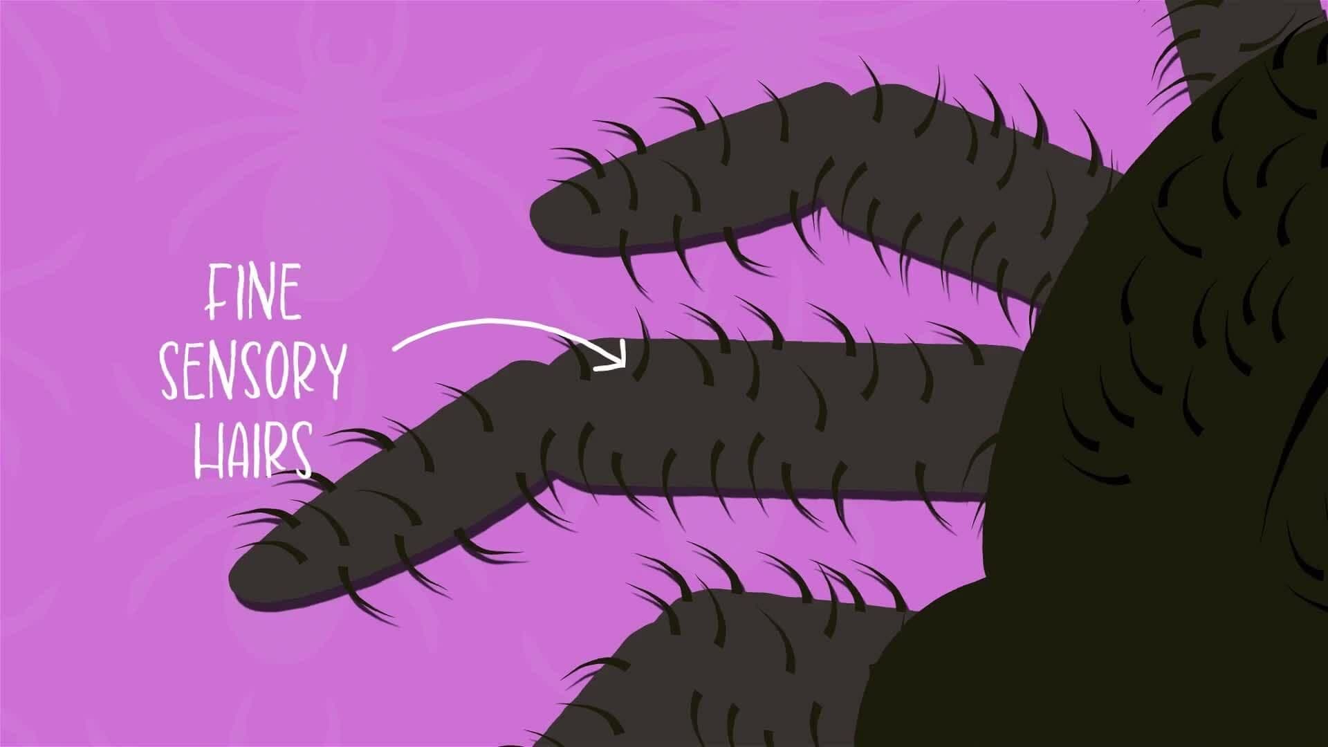 I WONDER - Do Arachnids Have Any Special Features?