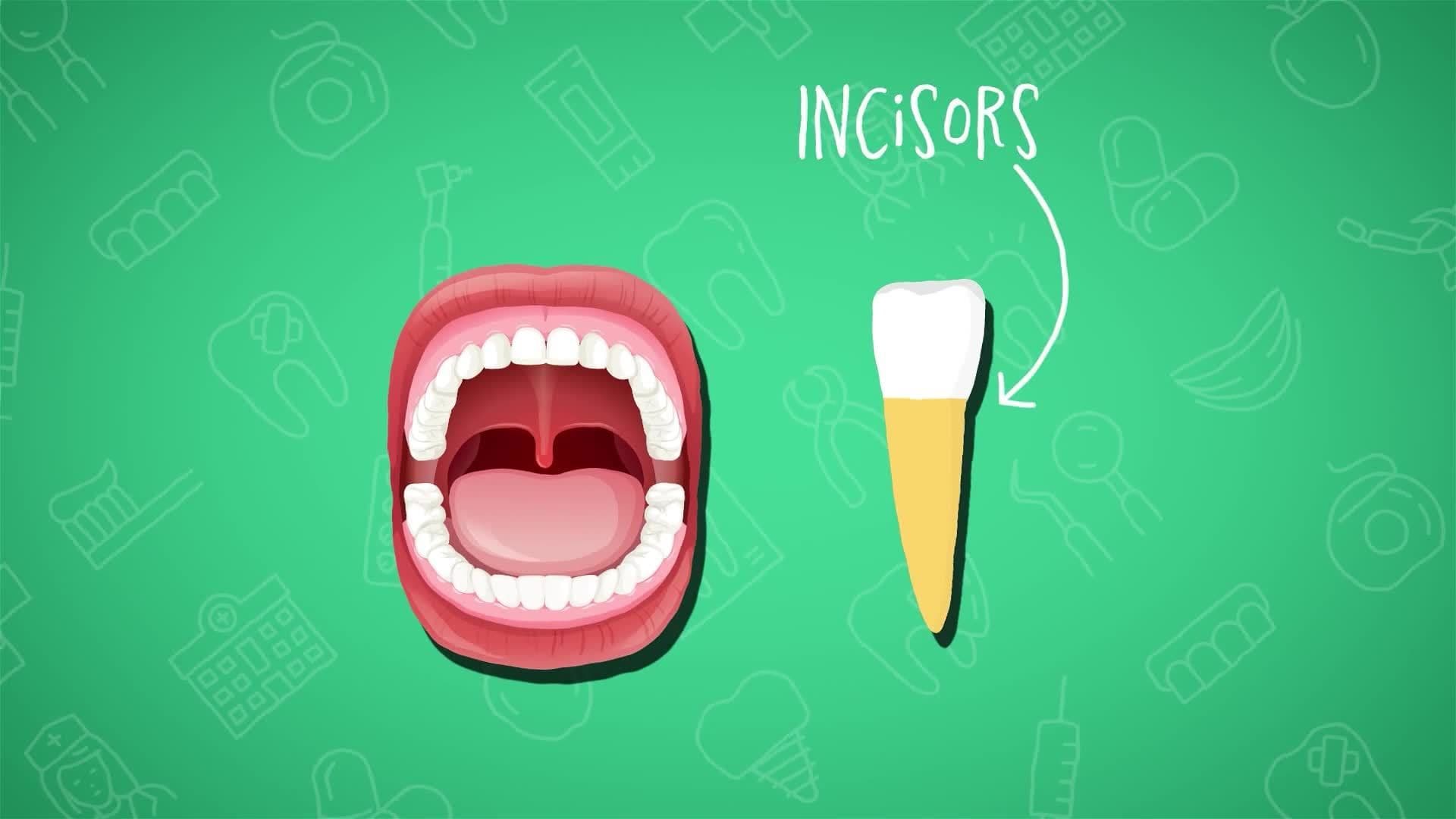 I WONDER - What Are The Different Types Of Teeth?