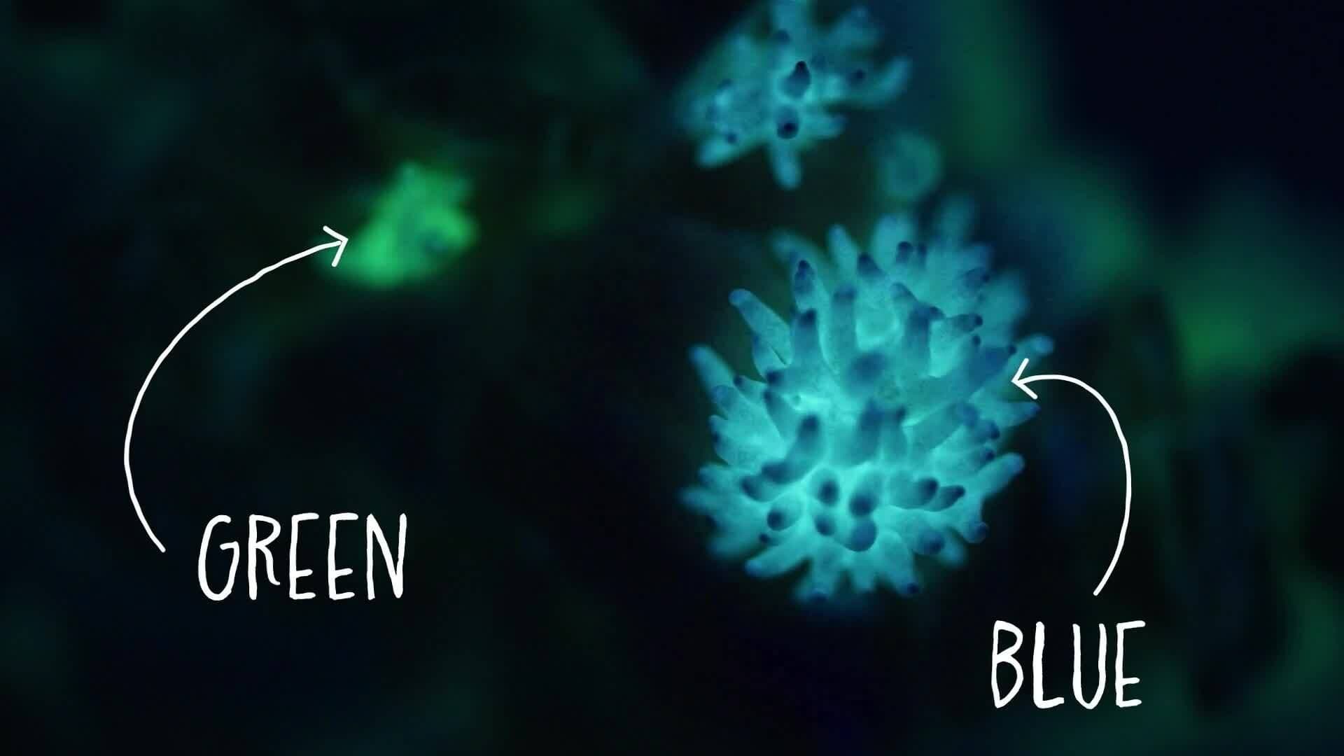 I WONDER - What Colours Do Bioluminescent Animals Make?