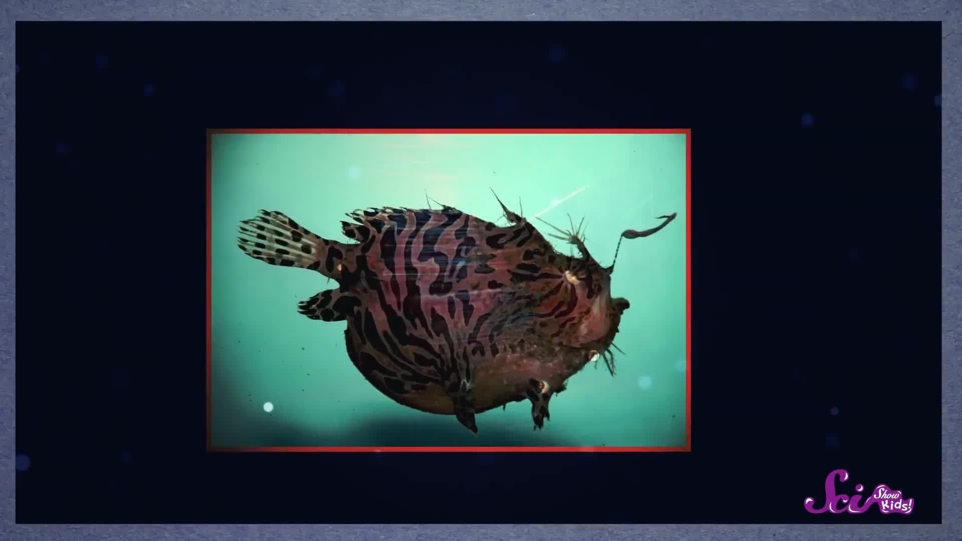 Glowing Ocean Animals!