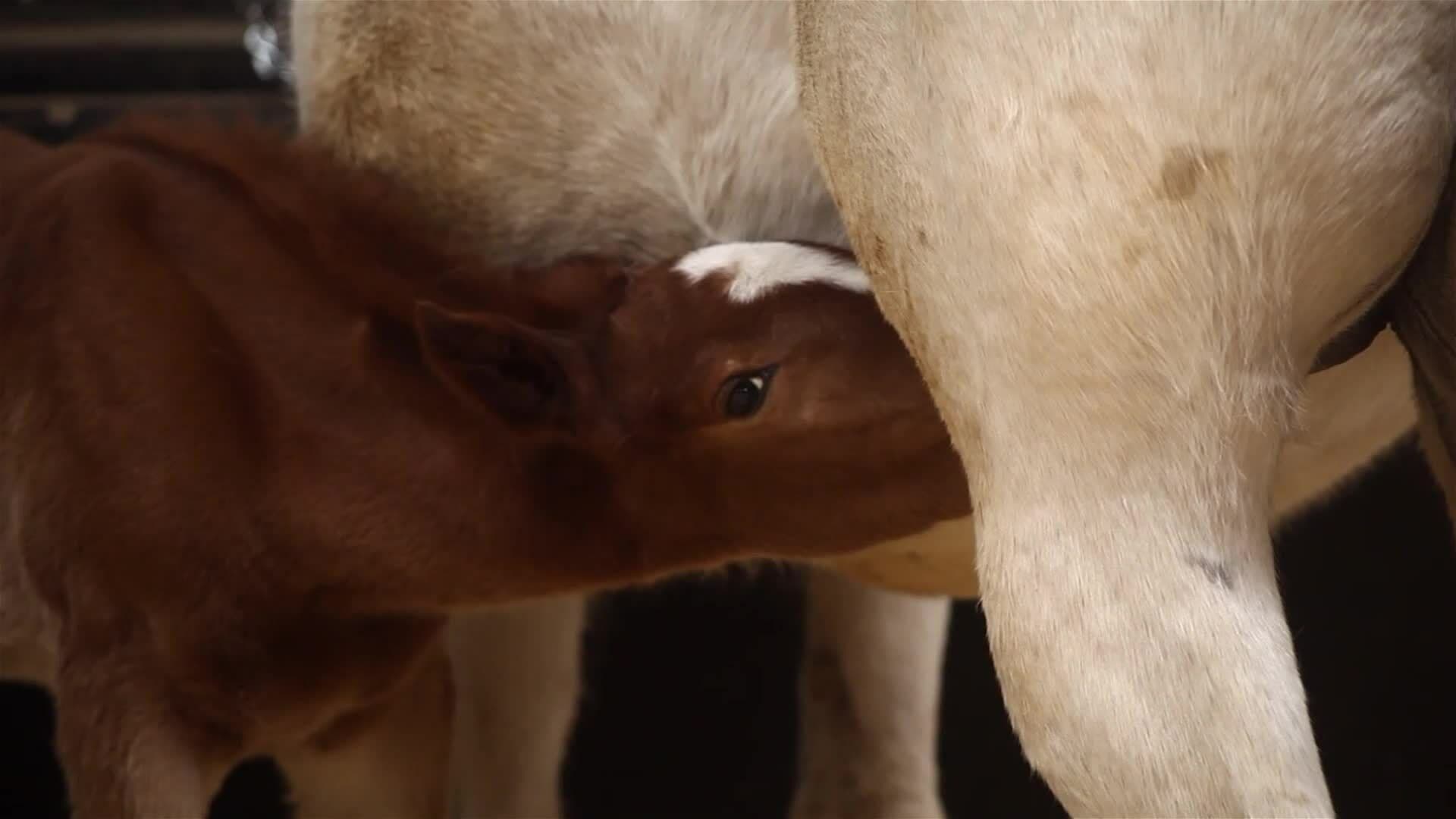 I WONDER - Do Mammals Lay Eggs?