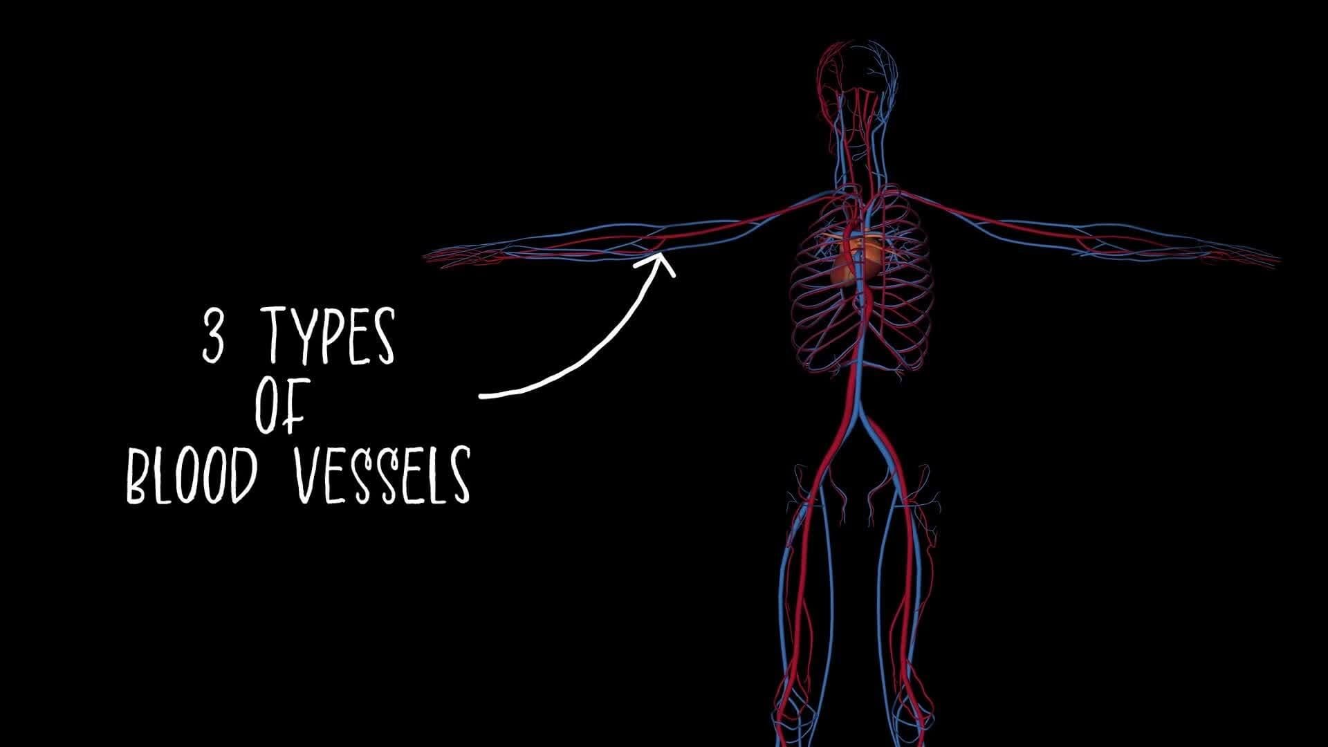 I WONDER - How Long Are The Blood Vessels?