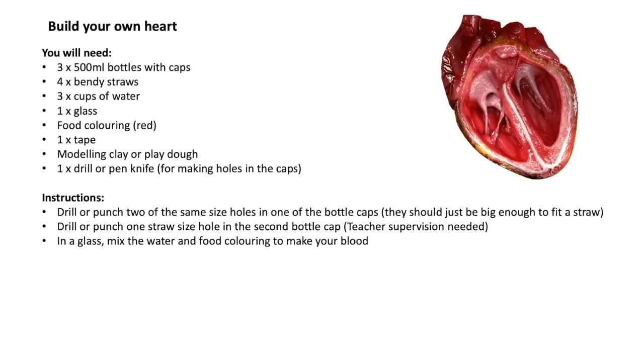 The heart - cardiovascular system