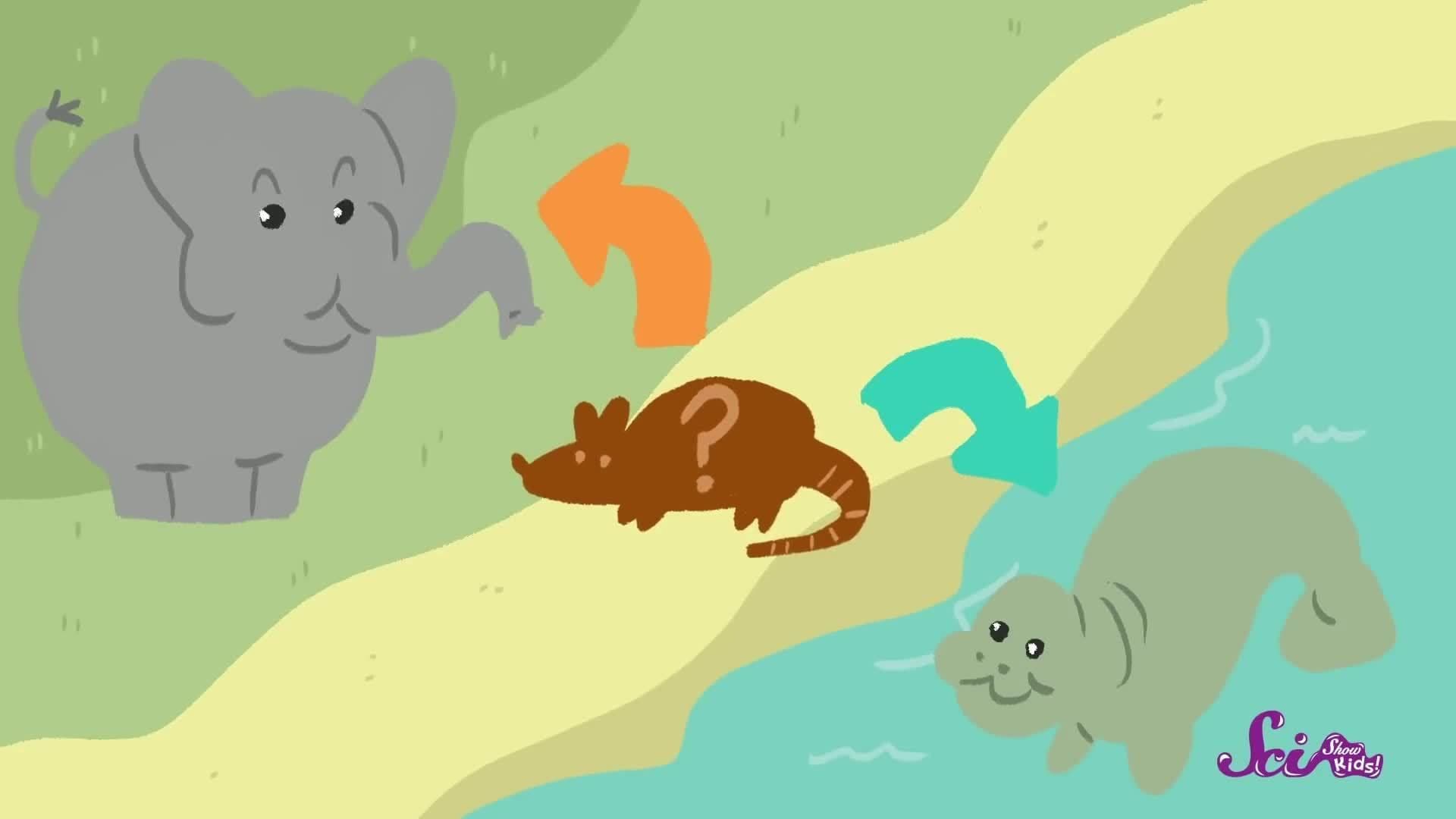 Why Sea Cows Are Awesome? Animal Science for Kids