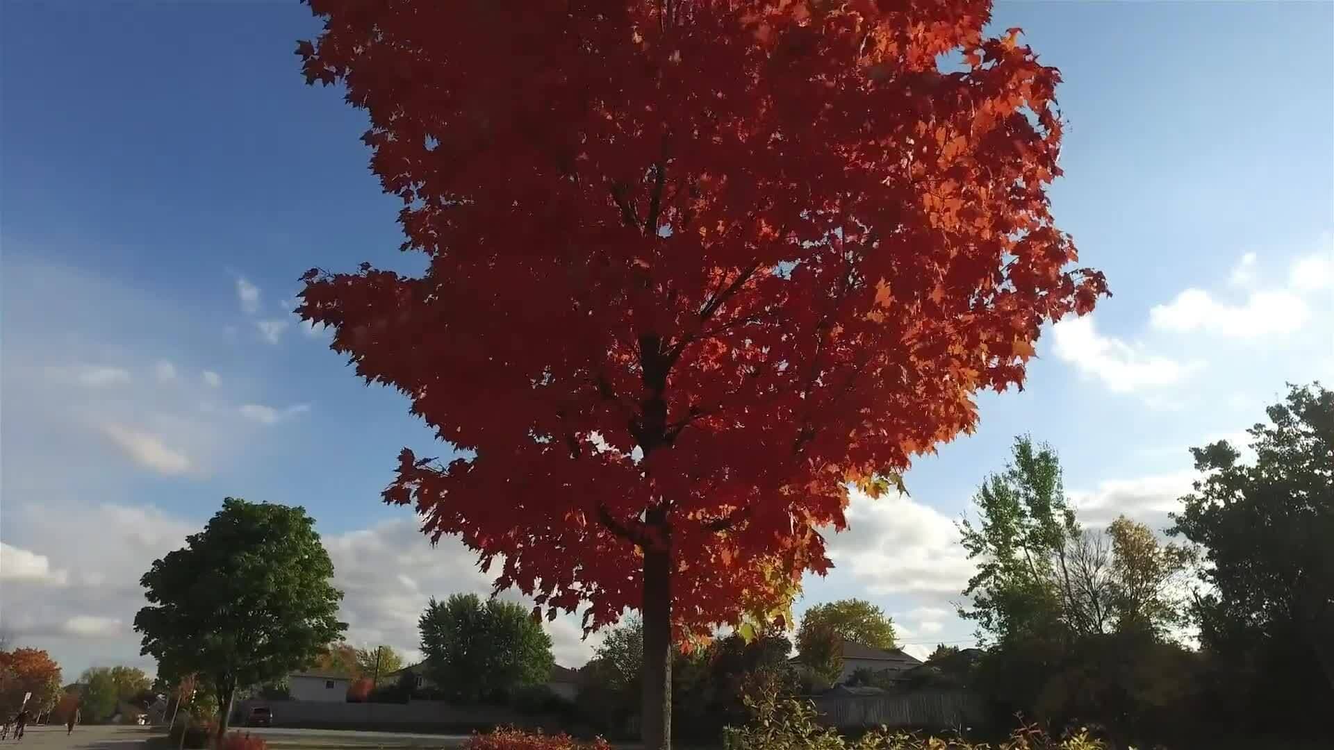 I Wonder - Why Is The Maple Leaf A Symbol Of Canada?