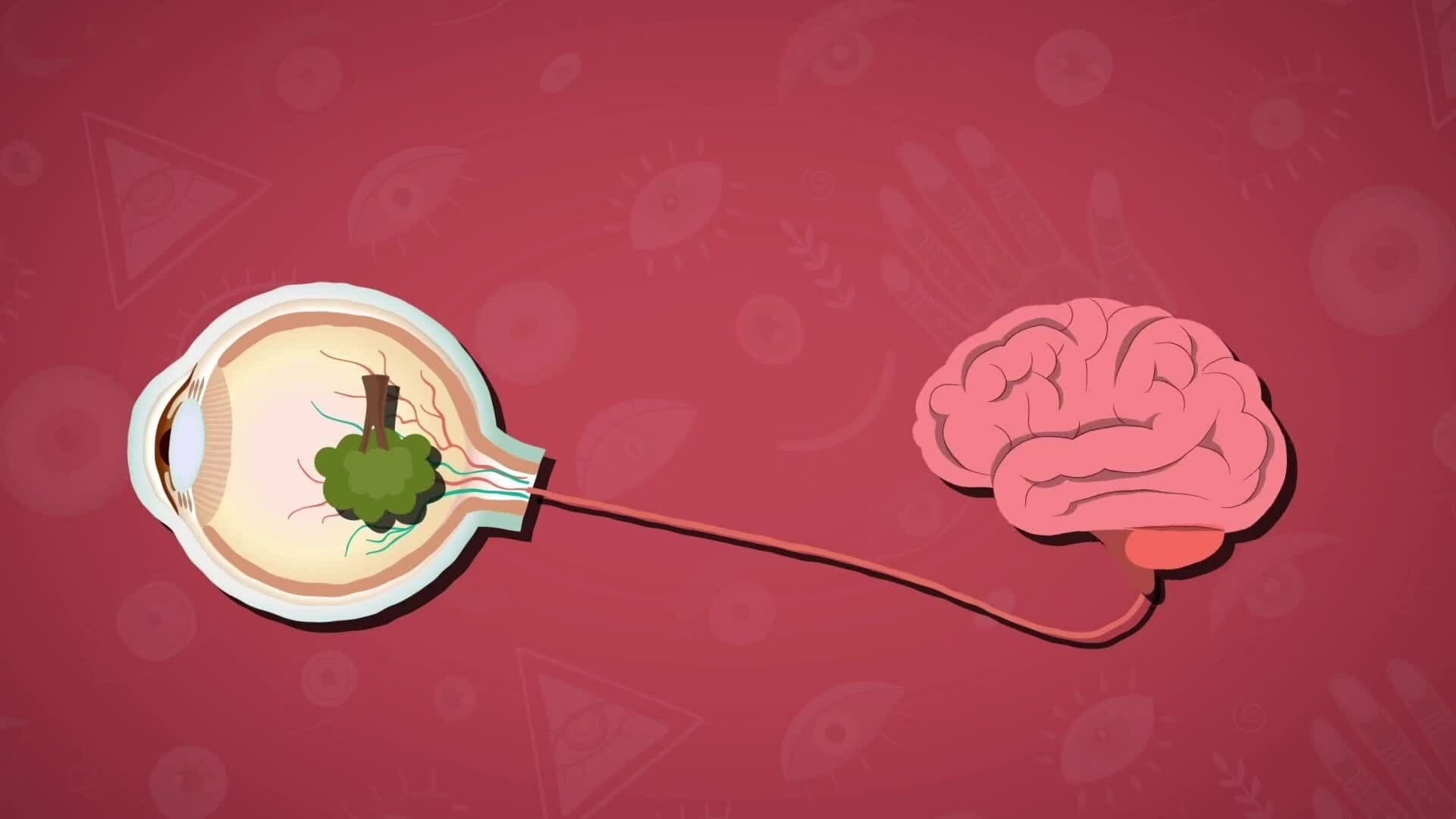 I WONDER - How Do Our Eyes See?