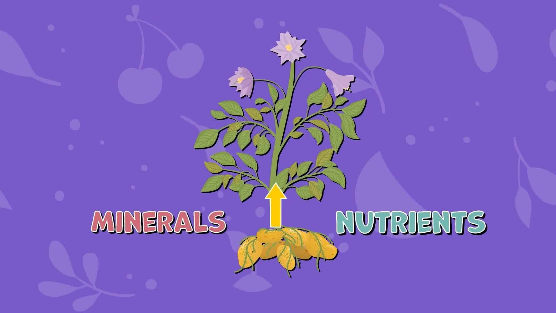 I WONDER - What Are The Main Parts Of A Plant?