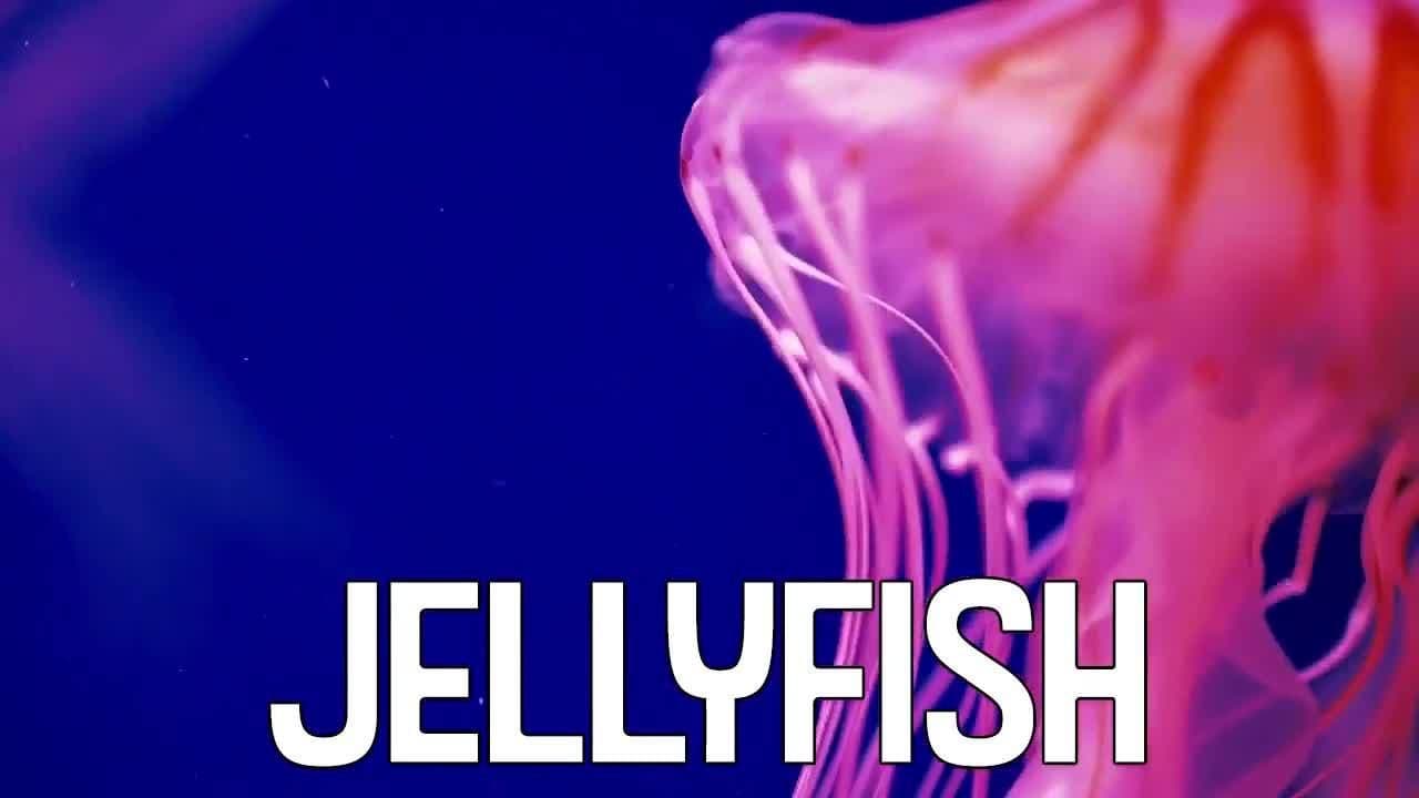 Beach Animals! Learning Names of Animals that Live Near the Beach