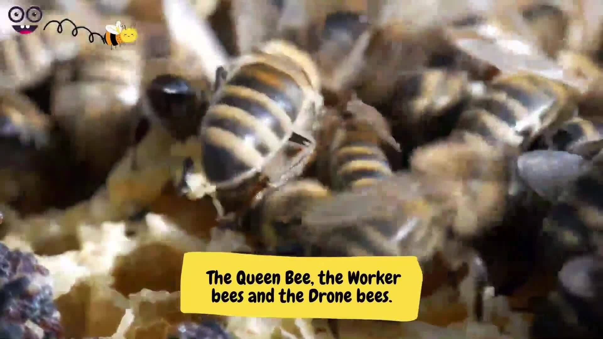 Bees