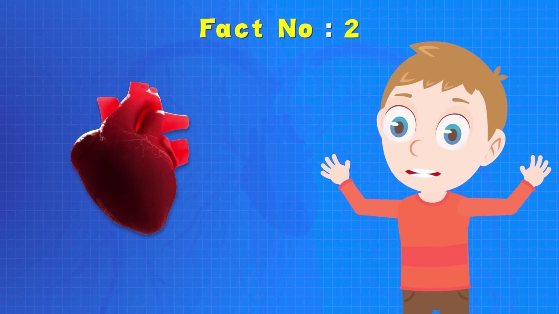 Five Facts - The Heart