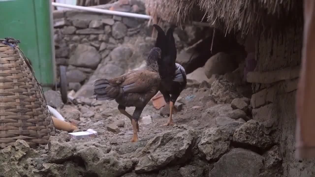 Chickens! Ultimate Chicken Facts and Interactive Chicken Games for Preschoolers and Toddlers