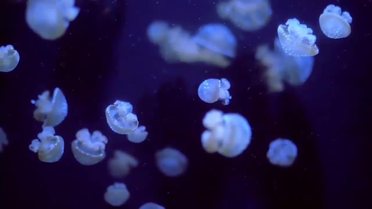Jellyfish!  Learn about Jellyfish by Kids Learning Videos