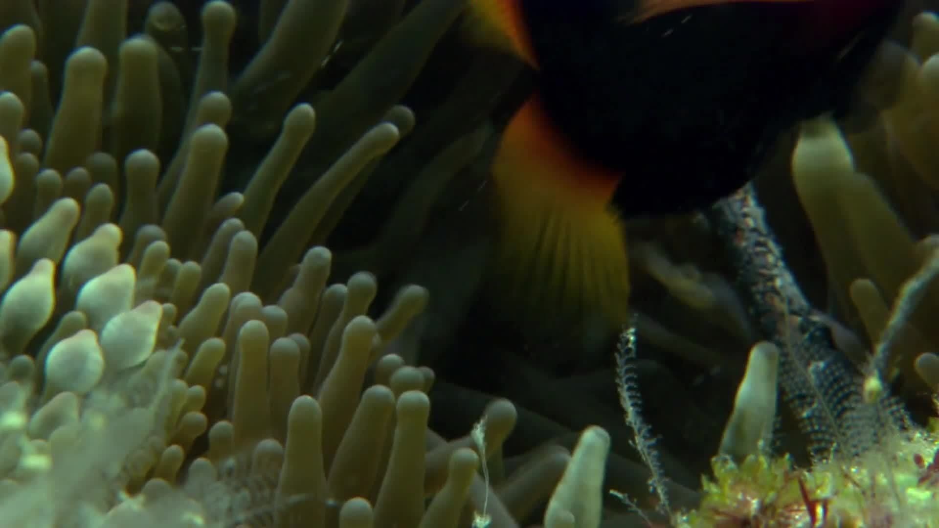 Animal Alphabet: C is for Clownfish