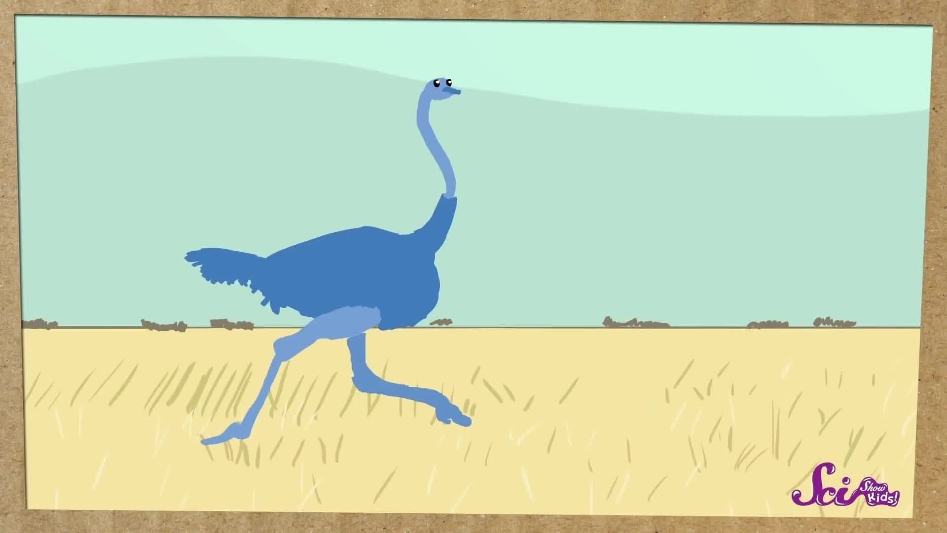 Ostriches: The World's Biggest Birds! | Biology for Kids | SciShow Kids