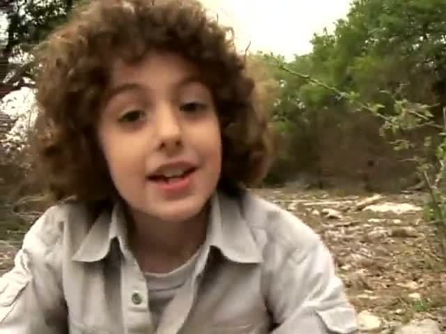 Geckos