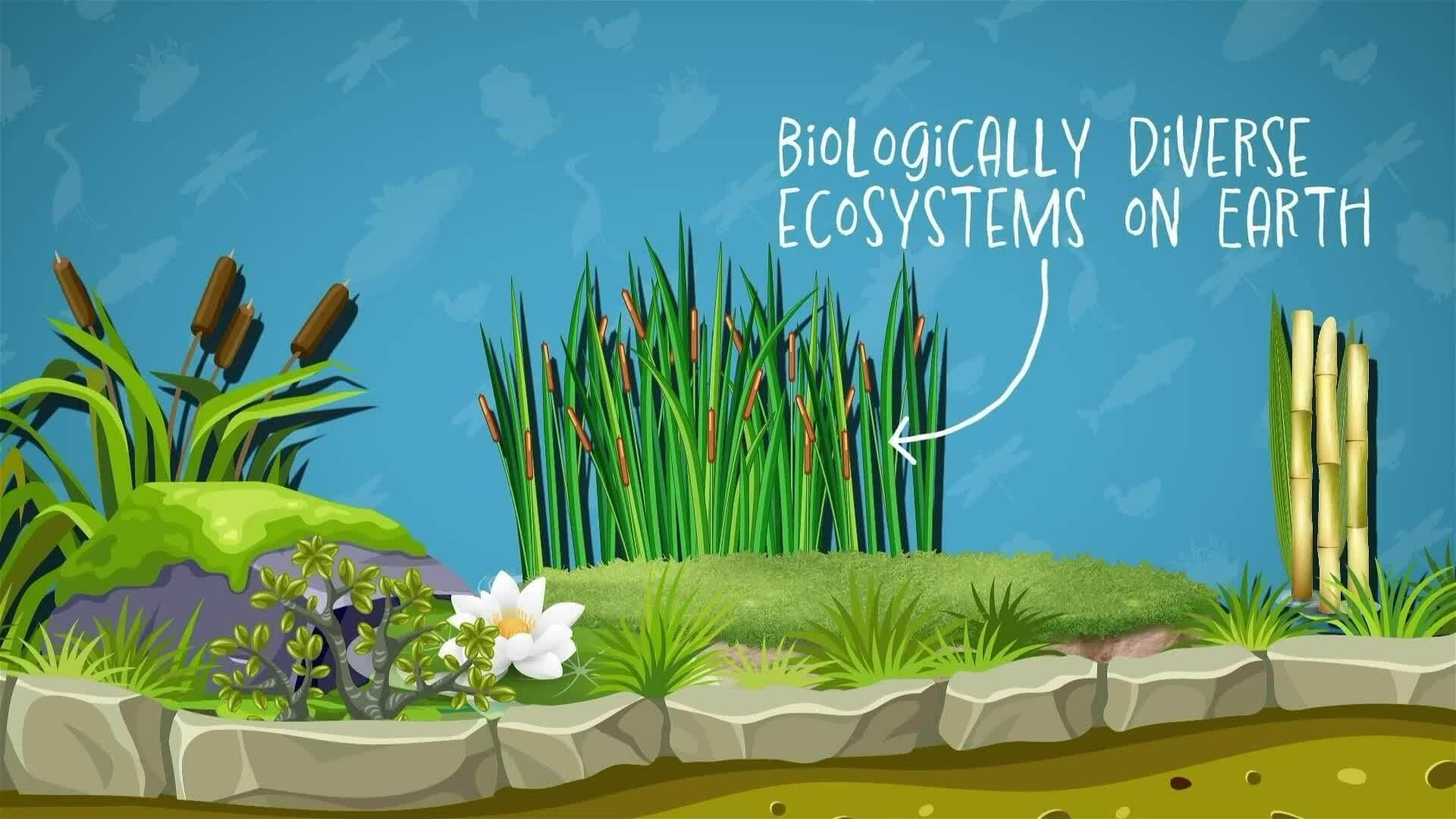 I WONDER - What Animals Live In Wetlands?